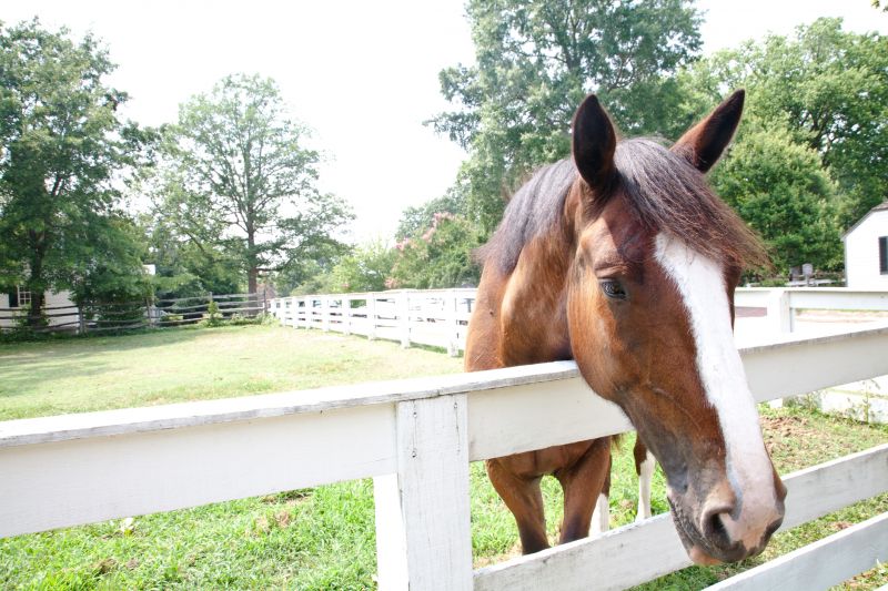 Equestrian Fence Installation