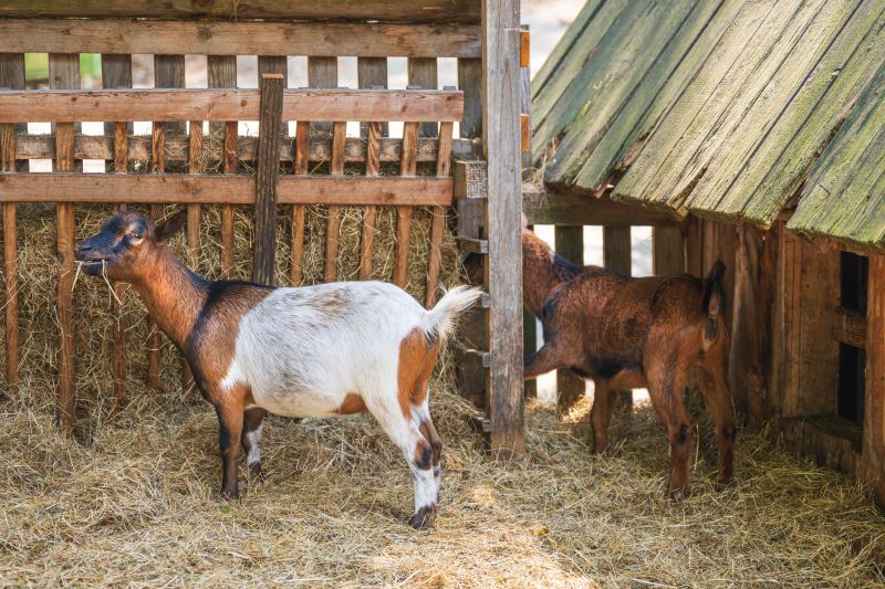 Goat Fence Installation